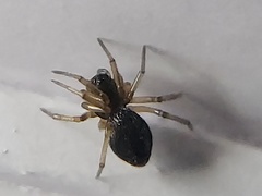 Agyneta