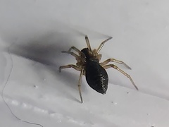 Agyneta