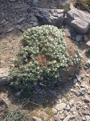 Astragalus tragacantha