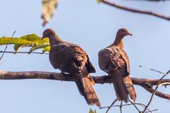 Macropygia rufipennis