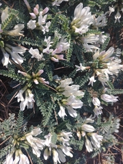 Astragalus tragacantha
