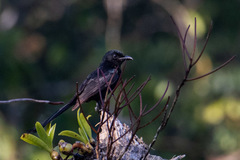 Dicrurus andamanensis