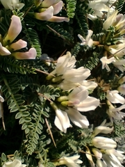 Astragalus tragacantha