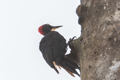 Dryocopus hodgei