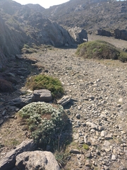 Astragalus tragacantha