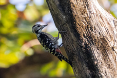 Dendrocopos analis