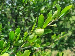 Diospyros lycioides lycioides