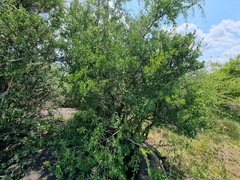 Diospyros lycioides lycioides