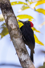 Dryocopus hodgei