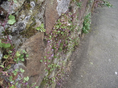 Cymbalaria muralis