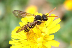 Nomada succincta