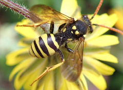 Nomada succincta