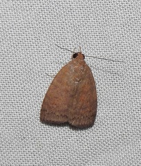 Austrocarea iocephala