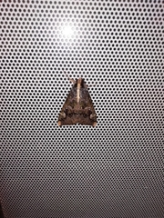 Sphingomorpha chlorea