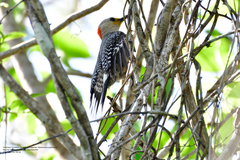 Melanerpes pygmaeus