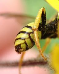Nomada succincta