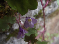 Cymbalaria muralis