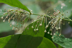 Phyllanthus cuscutiflorus