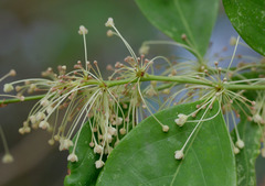Phyllanthus cuscutiflorus