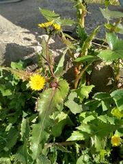 Sonchus asper