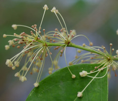 Phyllanthus cuscutiflorus