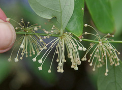 Phyllanthus cuscutiflorus