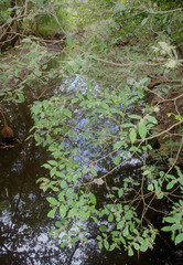 Phyllanthus cuscutiflorus