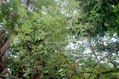 Phyllanthus cuscutiflorus