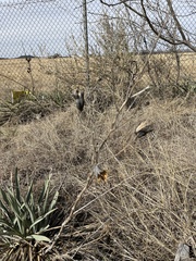 Yucca pallida