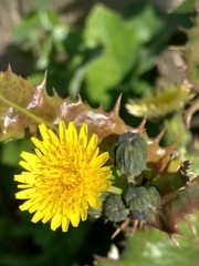 Sonchus asper