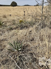 Yucca pallida
