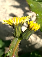 Sonchus asper