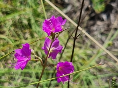 Commicarpus pentandrus