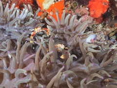 Heteractis