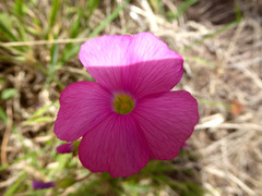 Oxalis bowiei