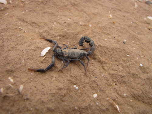 Ebony Fat-tailed Scorpion (Androctonus gonneti) · iNaturalist