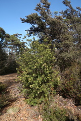 Persoonia muelleri muelleri