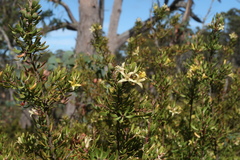 Persoonia muelleri muelleri