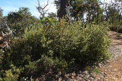 Persoonia muelleri muelleri
