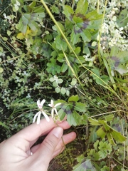 Pelargonium ranunculophyllum