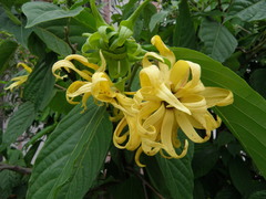 Cananga odorata