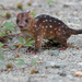 New Guinean Quoll - Photo (c) Mehd Halaouate, some rights reserved (CC BY-NC), uploaded by Mehd Halaouate