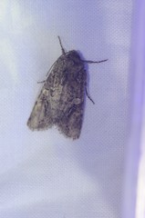 Egira
