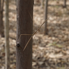 Schizocephala bicornis
