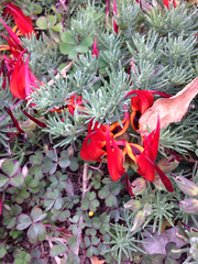 Lotus berthelotii