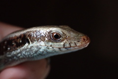 Eutropis longicaudata