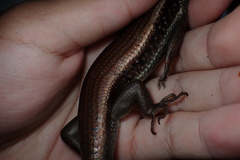 Eutropis longicaudata