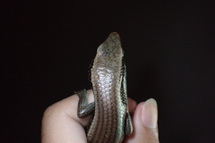 Eutropis longicaudata