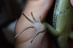 Eutropis longicaudata