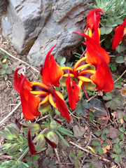 Lotus berthelotii